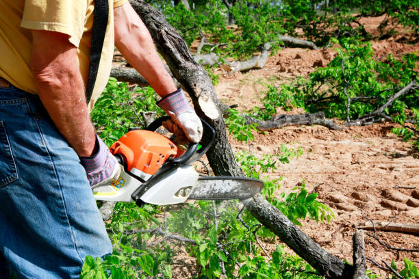 Trusted Palos Hills, IL Tree Removal Experts